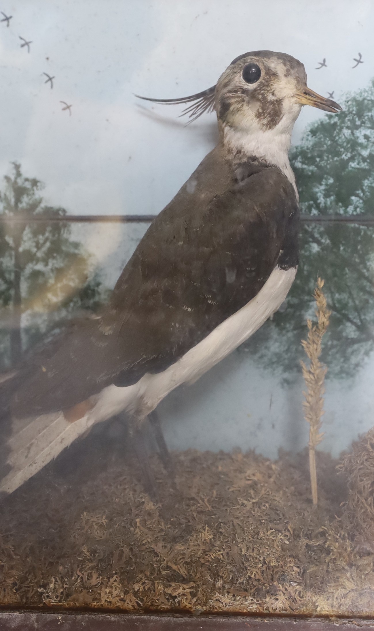 Taxidermy- an early 20th century group of two lapwings, In a glazed case, 52 cm wide